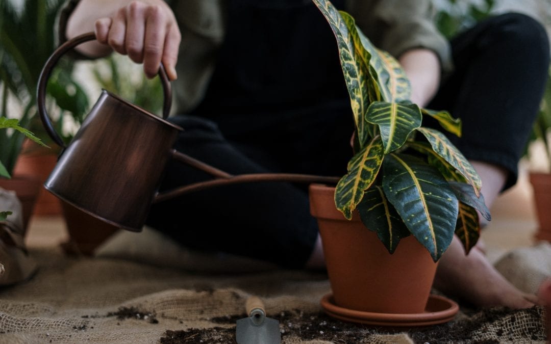 How house plants help your mental health.