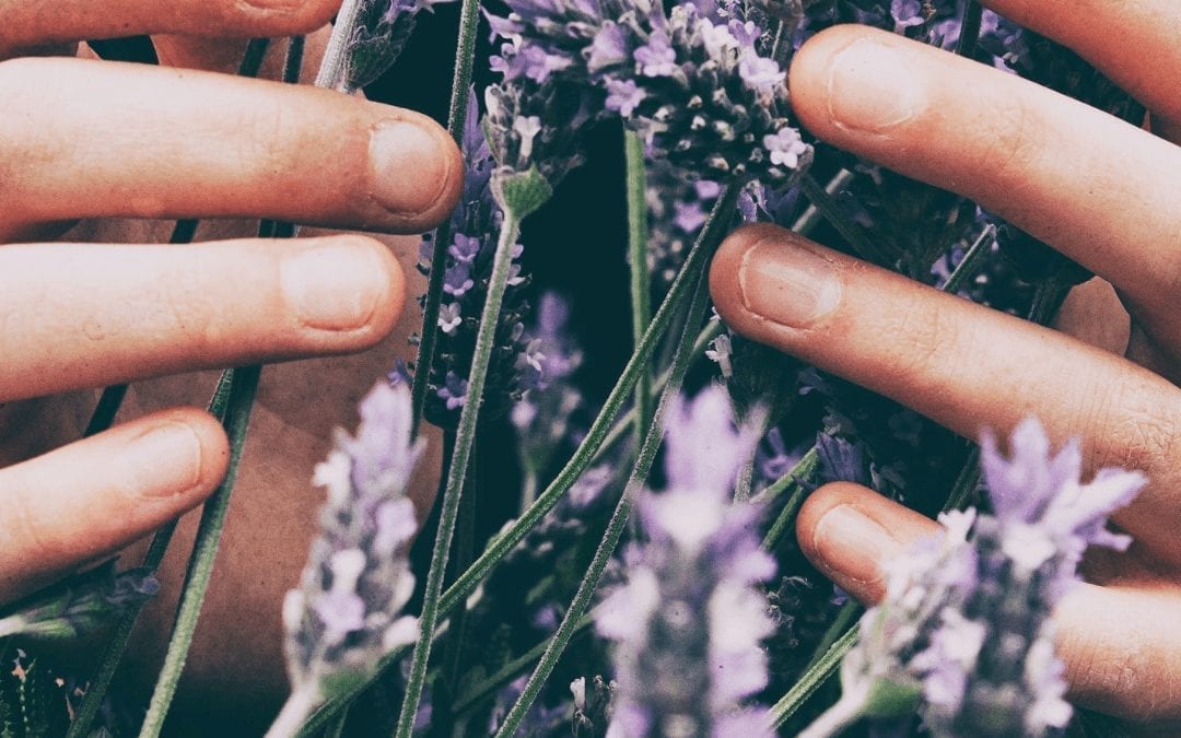 Beautiful Benefits of Lavender