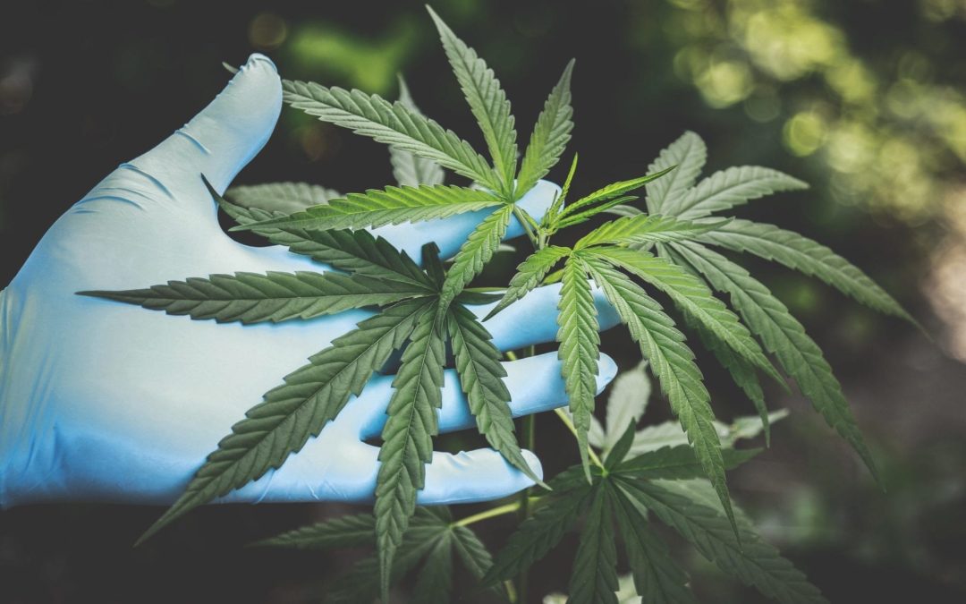 National CBD day